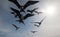 Frigate Birds and pelican flying in Cabo San Lucas Baja California Mexico