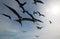 Frigate Birds and pelican flying in Cabo San Lucas Baja California Mexico