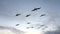 Frigate birds soar next to boat