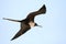 Frigatebird