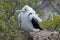 Frigatebird chick