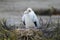 Frigatebird chick