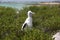 Frigatebird chick