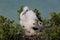 Frigatebird chick