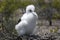 Frigatebird chick