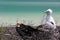 Frigatebird chicks