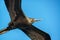 Frigatebird Closeup