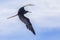 Frigatebird In Flight Closeup