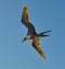 Frigatebird in flight in the Galapagos Islands in Ecuador