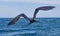 Frigatebird in flight in the Galapagos Islands in Ecuador