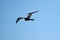 Frigatebird flying in the bright blue sky