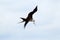 Frigatebird Flying With Her Capture