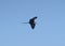 FRIGATEBIRD flying over beautiful blue sky