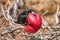 Frigatebird on Galapagos Islands - Magnificent Frigate-bird North Seymour Island