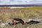 Frigatebird on Galapagos Islands - Magnificent Frigate-bird North Seymour Island