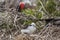 Frigatebird on Galapagos Islands - Magnificent Frigate-bird North Seymour Island