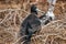 Frigatebird on Galapagos Islands - Magnificent Frigate-bird North Seymour Island