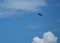 Frigatebird gliding high in the sky