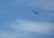 Frigatebird gliding high in the sky