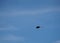 Frigatebird gliding high in the sky