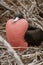 Frigatebird Male in Full Plummage on Galapagos Island