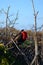 Frigatebird in tree