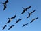 Frigatebirds in the Galapagos Archipelago