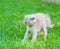 Frightened baby kitten on green grass