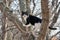 Frightened black and white cat sits on a high tree