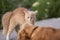 Frightened cat defends itself and attacking, the ginger kitten arched his back in fear of dog,animal life, pets walking outdoors