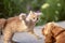 Frightened cat defends itself and attacking, the ginger kitten arched his back in fear of dog,animal life, pets walking outdoors