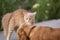 Frightened cat defends itself and attacking, the ginger kitten arched his back in fear of dog,animal life, pets walking outdoors