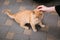 A frightened ginger kitten sitting on a stone floor