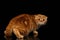 Frightened Ginger Scottish Fold Cat Looking back isolated on Black