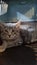 Frightened gray kitten in pet carrier