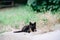 A frightened homeless black kitten sits alone in the grass. Copy space for text. Soft focus
