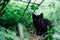 A frightened homeless black kitten sits alone in the grass. Copy space for text. Soft focus