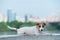 Frightened puppy lies on the parapet. Scared dog Jack Russell Terrier on the river bank against the backdrop of the city