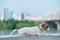 Frightened puppy lies on the parapet. Scared dog Jack Russell Terrier on the river bank against the backdrop of the city