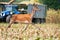 Frightened red deer hind escaping from harvest on corn field with tractor