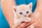 Frightened rescue kitten in woman hands