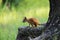 frightened Teen squirrel in wild forest stop stand on rhizome of pine.