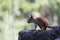 frightened Teen squirrel in wild forest stop stand on rhizome of pine.