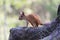 frightened Teen squirrel in wild forest stop stand on rhizome of pine.