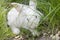 A frightened white rabbit in the green grass