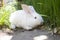 A frightened white rabbit in the green grass