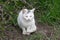 frightened white stray kitten is sitting on the green grass