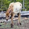 Frightened Young Elk In Yellowstone NP