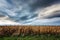 Frightening corn field in gloomy weather