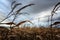 Frightening corn field in gloomy weather